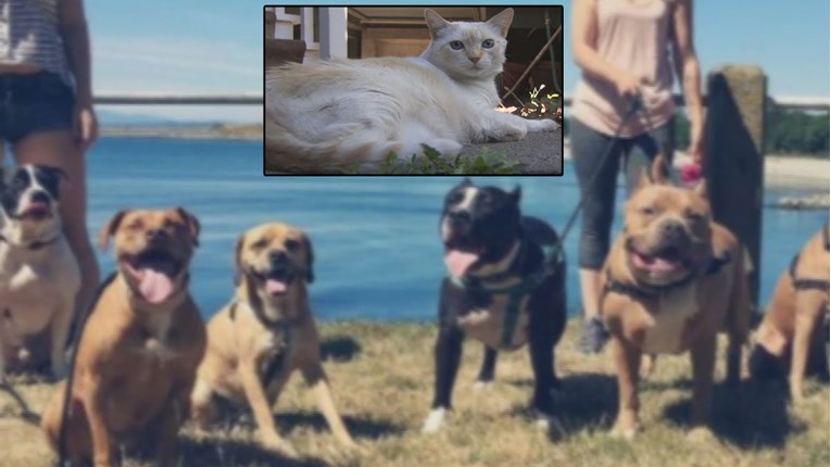 Neustrašiva mačka stara 16 godina obranila vlasnicu od čopora pasa